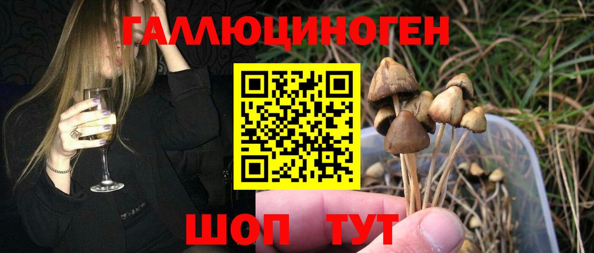 Саяногорск  Галлюциногенные грибы Cubensis  Вход с VPN 
